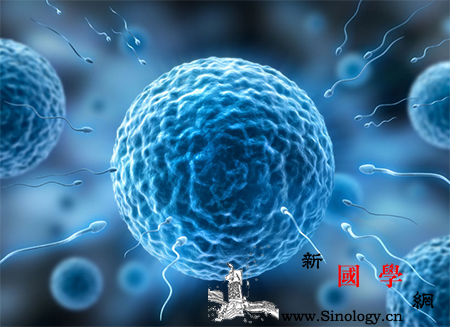 卵子在体内存活多久_排卵期-卵子-排卵-受孕-怀孕准备