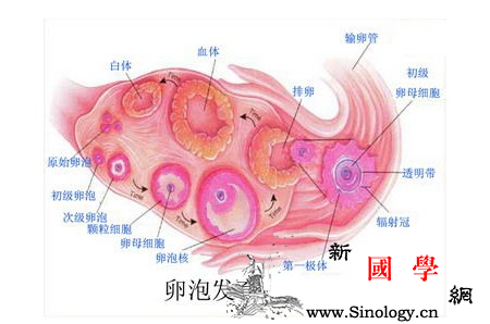 优势卵泡_卵泡-闭锁-排卵-卵巢-怀孕准备