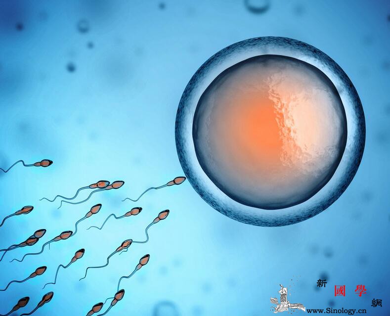 精子和卵子结合需要多长时间_受精卵-着床-输卵管-卵子-两性知识