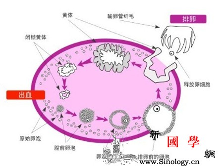 促卵泡生成素_卵泡-性腺-闭经-垂体-孕前检查