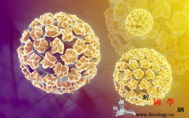 HPV预防宫颈癌疫苗全科普_宫颈癌-接种-疫苗-性生活-怀孕准备