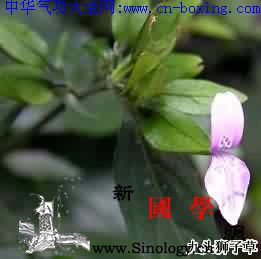 九头狮子草_惊风-贵阳-药草-狮子-