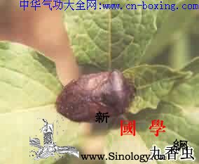 九香虫_元阳-音名-棕黑-复眼-