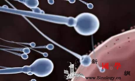 在备孕前你还应该知道些什么？_胎动-排卵-受孕-胎儿-怀孕准备