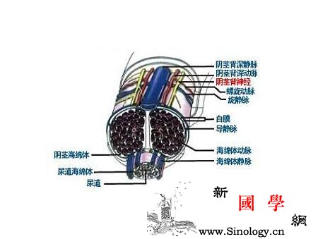 海绵体_血肿-加压-尿道-包皮-两性知识