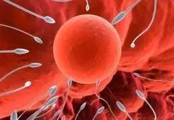 干细胞能帮助不孕男女_卵子-干细胞-胚胎-卵巢-不孕不育