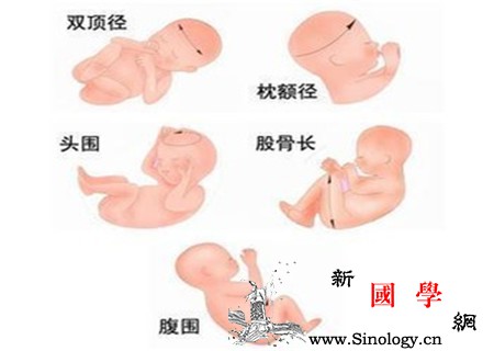 双顶径和股骨长看男女_羊膜-肱骨-股骨-穿刺-生男生女