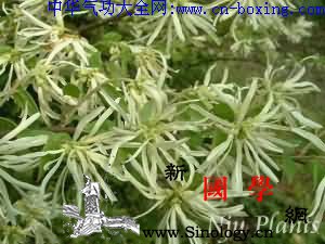 [檵木]继木_音名-木花-木柴-鱼骨-