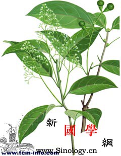 猴樟果_音名-花药-雄蕊-卵形-