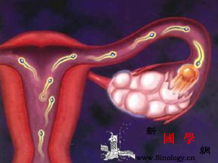 不排卵就不会怀孕吗_催乳素-排卵期-白带-排卵-怀孕准备