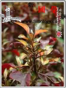 红绿草_生境-观赏植物-便血-结膜炎-