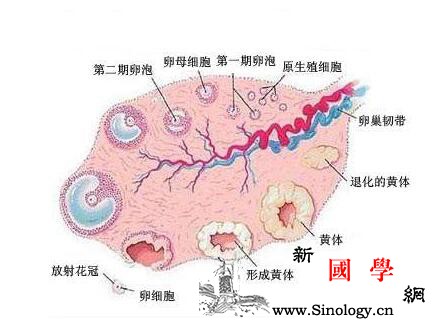 怎么知道排不排卵_卵泡-排卵期-白带-排卵-遗传优生