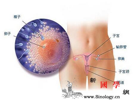 宫颈粘液异常怎么治疗_排卵期-粘液-精液-宫颈-孕前检查