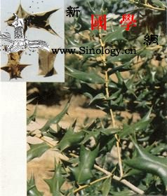 枸骨叶_劳伤-叶柄-基部-苦丁茶-