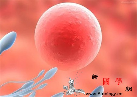 卵泡破了能存活多久_卵泡-卵子-排卵-卵巢-孕前检查