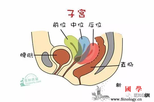 子宫位置会影响受孕？妇产医生授你怀孕秘籍_受孕-宫颈-子宫-怀孕-怀孕准备