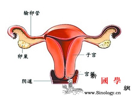 刮宫后闭经是怎么回事_刮宫-闭经-粘连-雌激素-