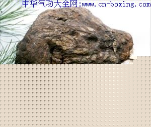 茯苓_菌核-茯苓-甲基-细胞-