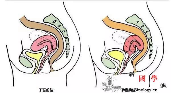 如何提高子宫后位受孕率？_穹隆-子宫颈-受孕-精液-怀孕准备