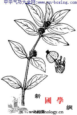 飞扬草_柔毛-基部-滴虫-分枝-