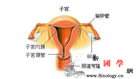 输卵管堵塞的症状_输卵管-直肠-盆腔-痛经-怀孕准备