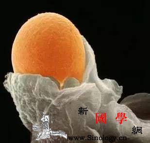 备孕须知：卵泡长大了却不排卵是怎么回事_卵泡-排卵-卵巢-排出-孕前检查