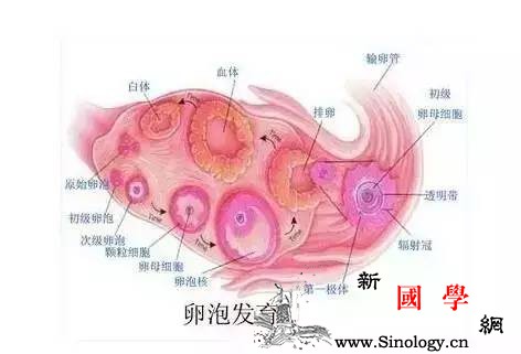 卵泡发育不好的女性如何提高怀孕几率？_卵泡-卵子-卵巢-排卵-怀孕准备