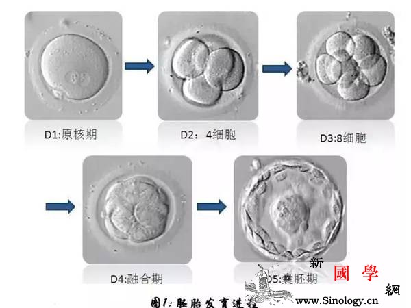为什么有的试管胚胎不能着床？_囊胚-着床-卵子-受精-不孕不育