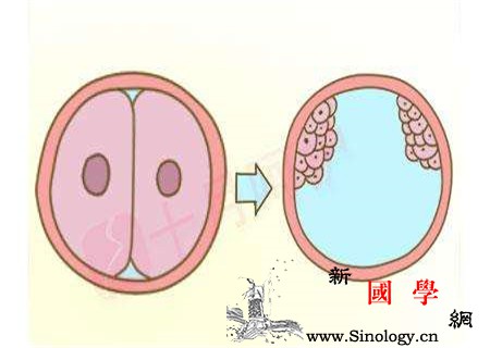 同卵双胞胎多久才分开_羊膜-受精-胚胎-胎儿-遗传优生