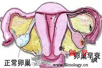 这些养卵方法高效又简单卵巢功能差的妹子收起_卵子-卵巢-妹子-运动-怀孕准备