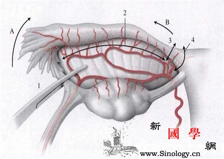 什么是腹腔妊娠_停经-输卵管-原发性-腹腔-