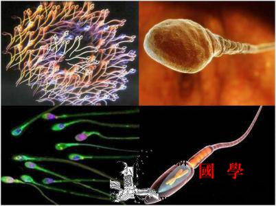 生男孩主要靠爸爸6个方法助小弟弟一臂之力!_阴囊-染色体-精子-温度-生男生女