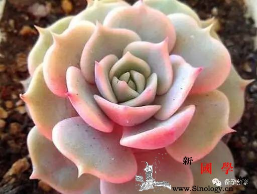 做好孕女人内膜问题一定要重视哦！_刮宫-检查-情况-治疗-怀孕准备