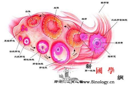 卵泡生长速度是多少_卵泡-排卵-卵巢-调理-孕前检查