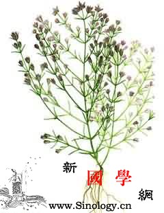 滇獐牙菜_至正-青叶胆-音名-裂片-