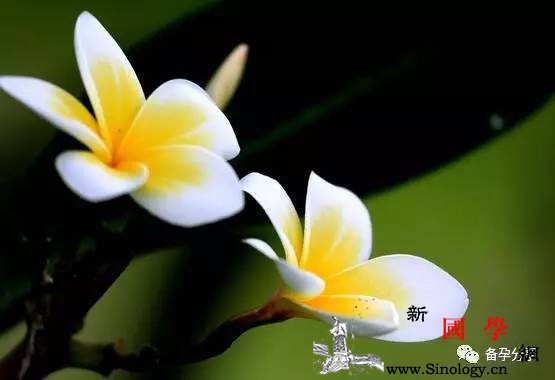 患上甲状腺疾病还能正常备孕吗?_甲状腺-孕期-怀孕-疾病-怀孕准备