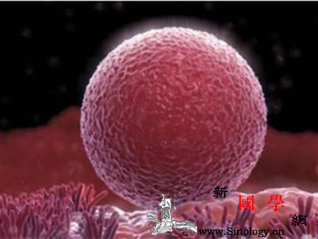 卵泡多大可以受孕_卵泡-排卵-试纸-受孕-怀孕准备