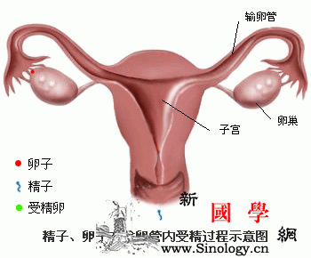 输卵管阻塞到底要不要做试管婴儿？_卵泡-试管婴儿-造影-输卵管-不孕不育