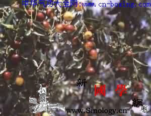 大枣_果皮-树皮-红枣-溶液-