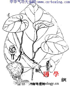 大叶青木香_青木香-马兜铃-块根-柱头-