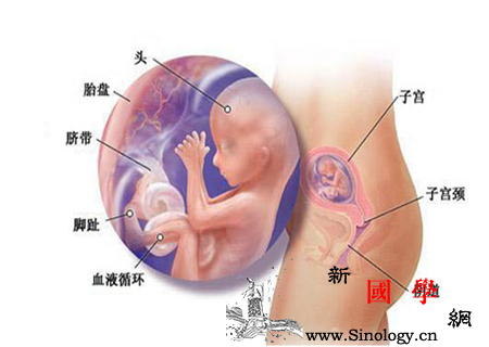 胎儿一般什么时候头位胎头位的转换时间要知晓_胎位-胎动-什么时候-胎儿-