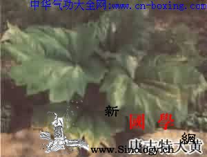 大黄_星点-甲醇-溶液-便秘-