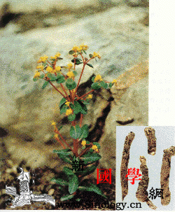 大狼毒_音名-花梗-西山-狼毒-