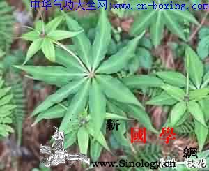 重楼_惊风-须根-基部-结节-