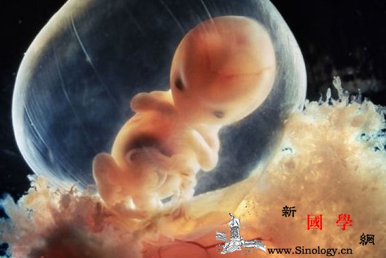 用胎儿发育特点看孕妇营养需求_碳水化合物-较高-胎儿-蛋白质-