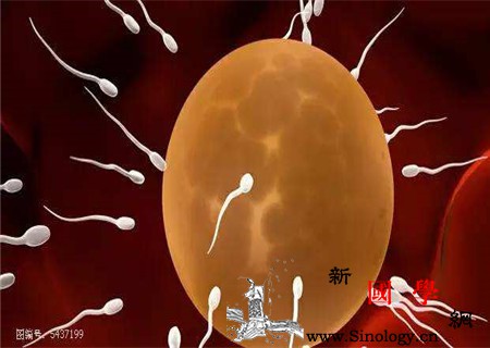 精子变成婴儿的全过程图文步骤详解让你了解肚_输卵管-卵子-精子-肚皮-