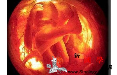 怀孕5个月胎儿的发育状况_孕期-胎儿-子宫-个月-