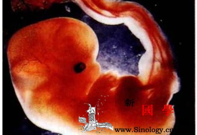 怀孕1个月：胎儿只是一个胚胎_卵子-受精-胚胎-精子-