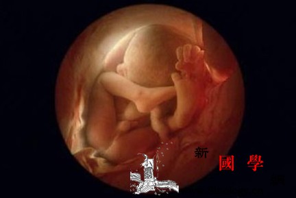 怀孕4个月：胎儿的骨骼开始发育_吸吮-胎盘-头发-骨骼-