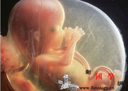准妈妈各月胎儿发育的特征_胚胎-分娩-胎儿-个月-
